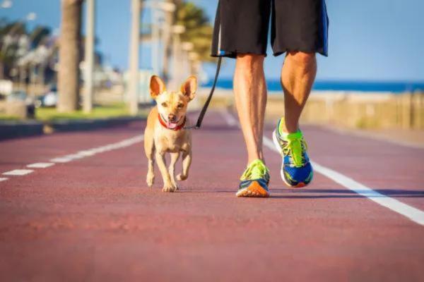 Consejos y trucos para evitar que tu perro orine en casa - 2. Aumenta la calidad y frecuencia de los paseos