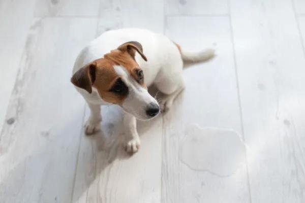 Consejos y trucos para evitar que tu perro orine en casa - 7. Nunca utilices castigos