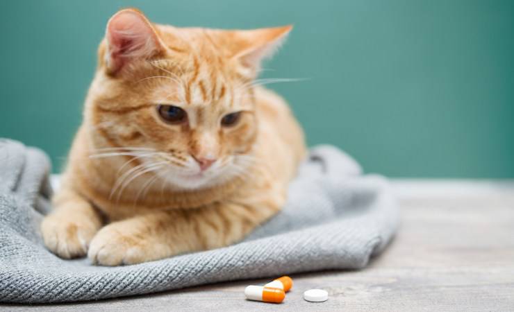 medicamentos para gatos