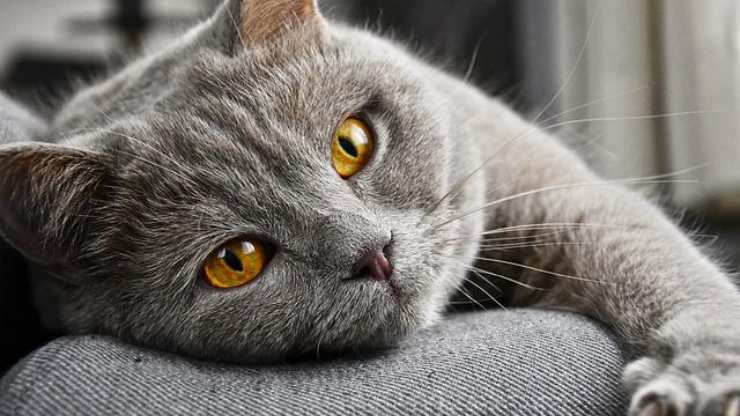 el gato es muy perezoso