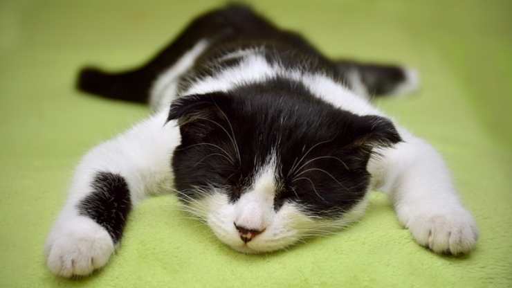 gato duerme