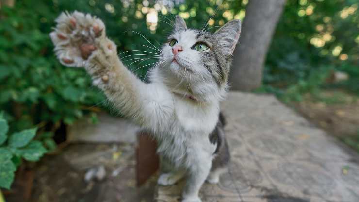 gato en el techo