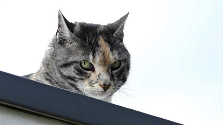 Don Gato