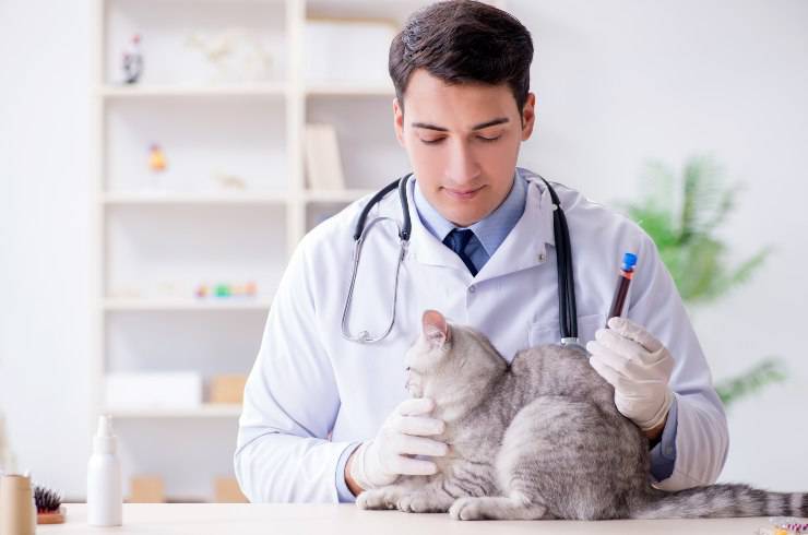 gato en el veterinario