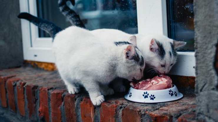 listeriosis en el gato