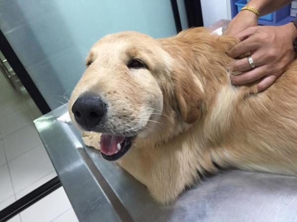 Picadura de araña en perros - Síntomas y qué hacer - Síntomas de una picadura de araña en perros