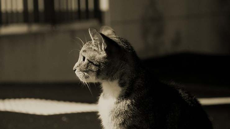 gato en la oscuridad