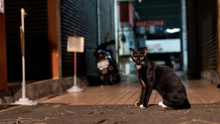 como hacer que el gato vuelva a casa por la noche