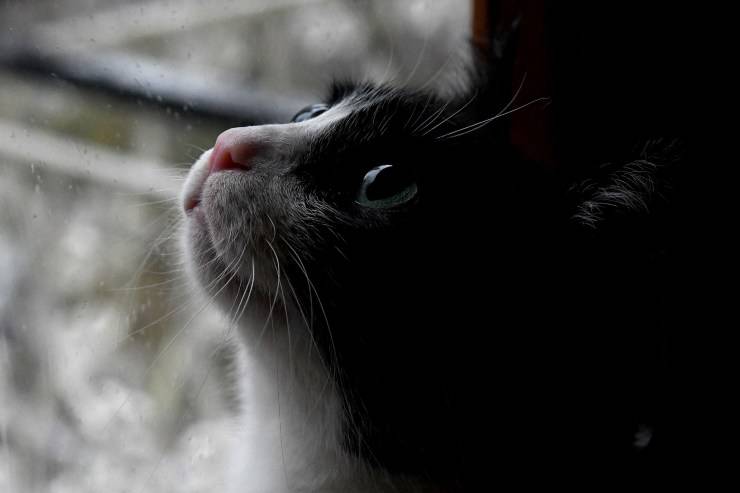 gatito bajo la lluvia