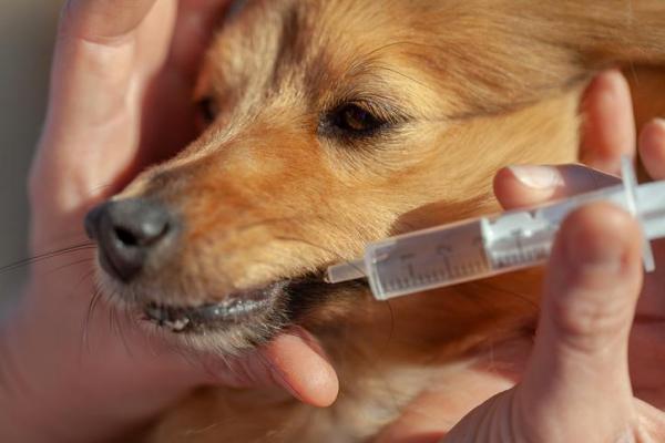 Metoclopramida para perros - Dosis, uso y efectos secundarios - Dosis de metoclopramida para perros