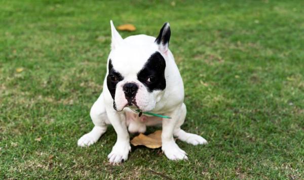Metoclopramida para perros - Dosis, uso y efectos secundarios - Efectos secundarios de la metoclopramida para perros