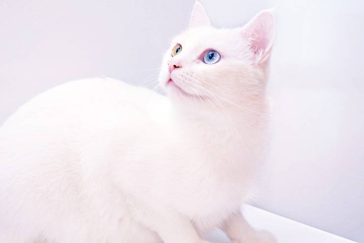 gatitos que defienden
