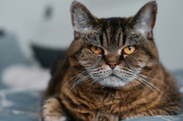 Razas de gatos que defienden