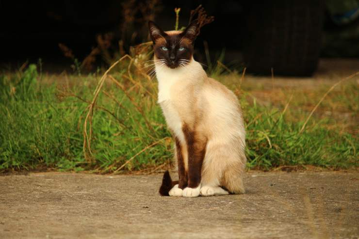 Felino defiende el territorio