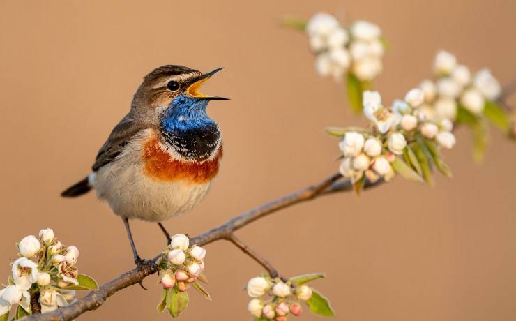 pájaros cantores