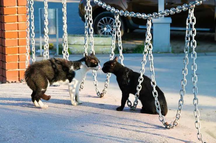 gatos peleando