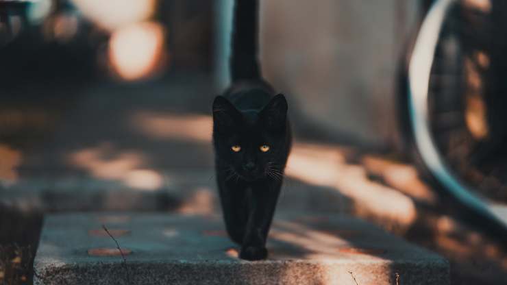 gato al aire libre