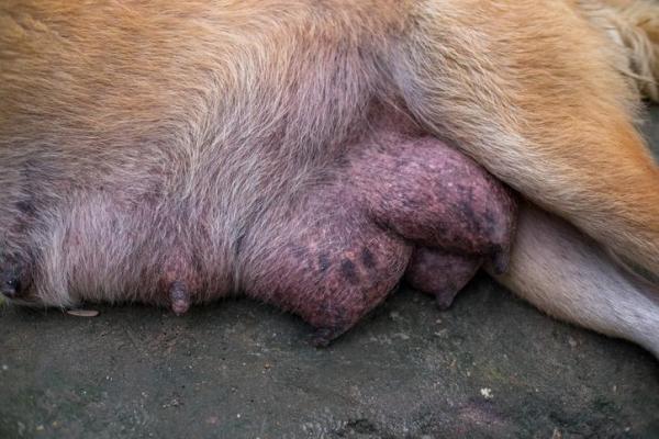 Mi perra pierde líquido por la ubre - Causas y qué hacer - Mi perra pierde líquido amarillo por la ubre