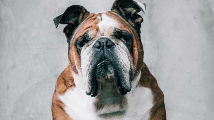 miradas de perro