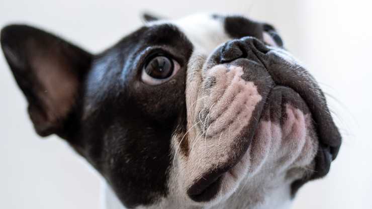 ojos de perro