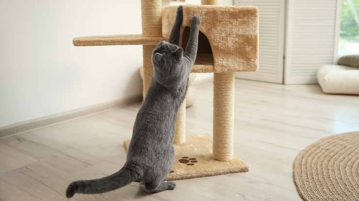 ¿Por qué el gato le tiene miedo al rascador?