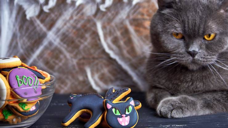galletas de halloween para gatos