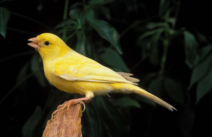canario cantor