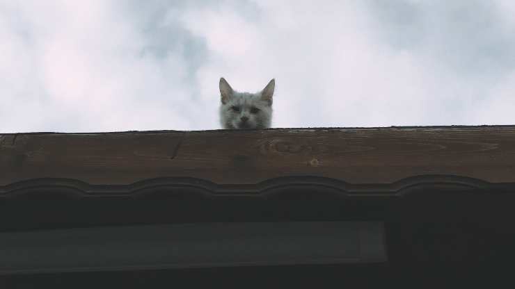 evitar que el gato se suba al techo