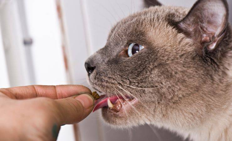 erupciones en la piel en gatos