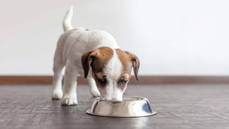 el perro puede comer escarola