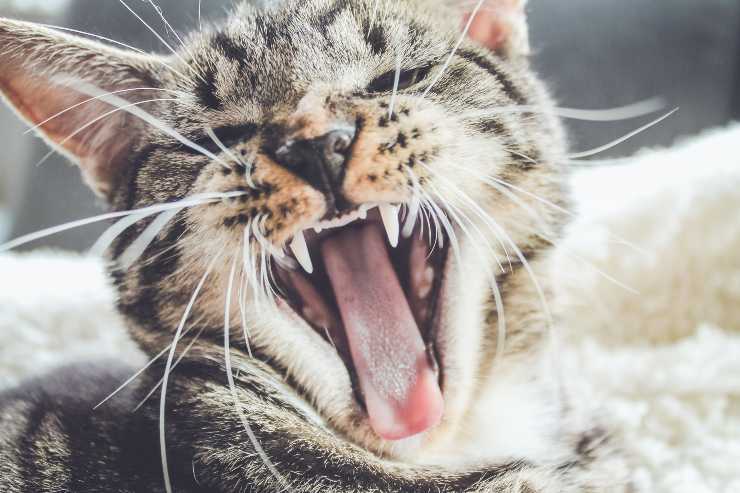 El gato se ha tragado la cuerda. El gato se ha tragado la cuerda.