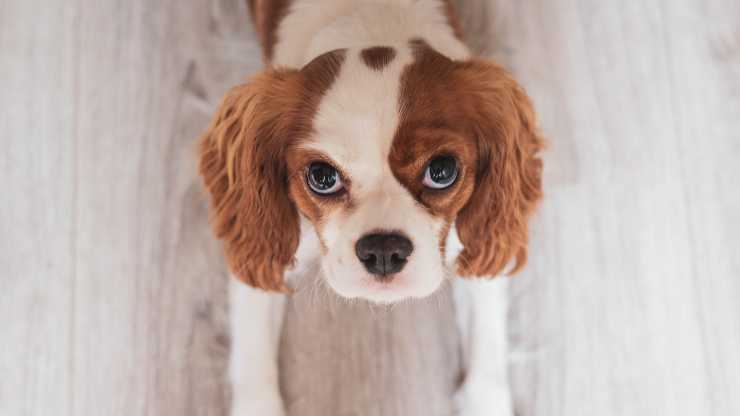 ojo de ballena en el perro