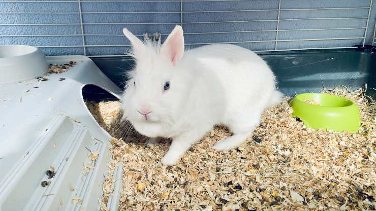 Porque el conejo hace sus necesidades fuera de la caja de arena