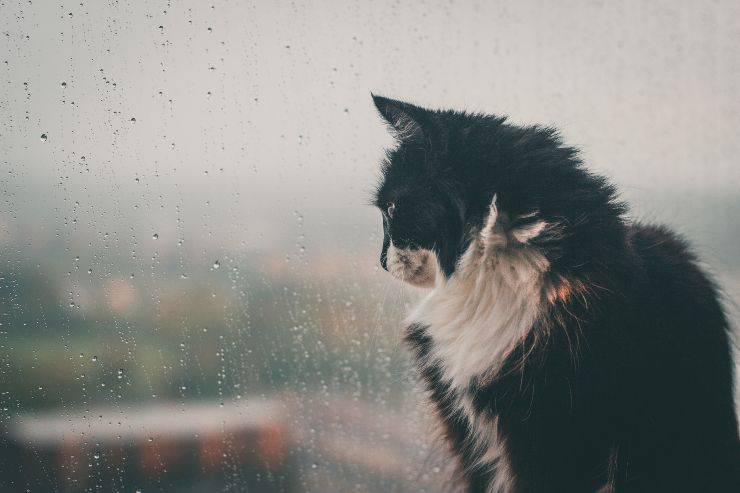 ¿Por qué sale el gato cuando llueve? ¿Por qué sale el gato cuando llueve?