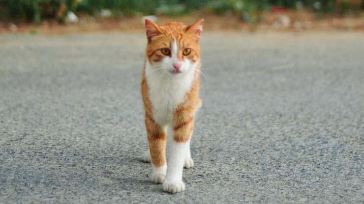 peligros para el gato cuando sale
