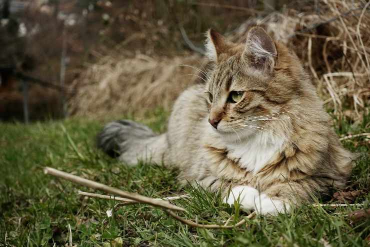 Razas de gatos que defienden Razas de gatos que defienden