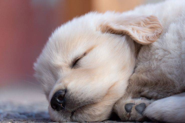 El sueño de los peludos