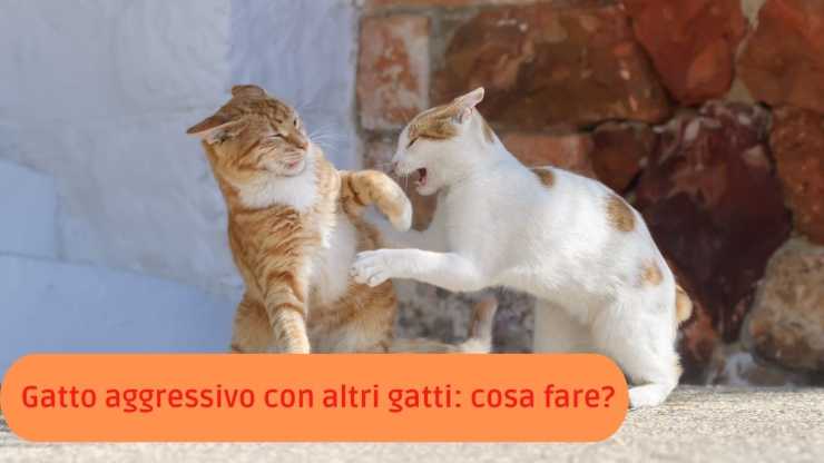 gato agresivo con otro gato