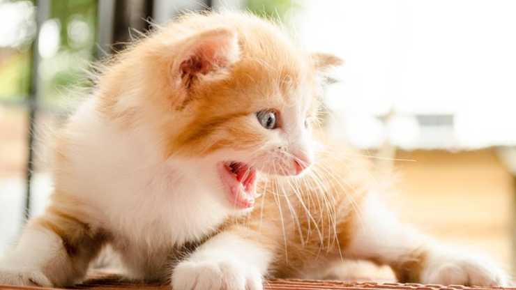gato