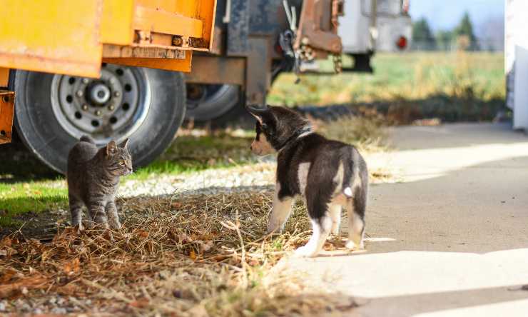gato y perro