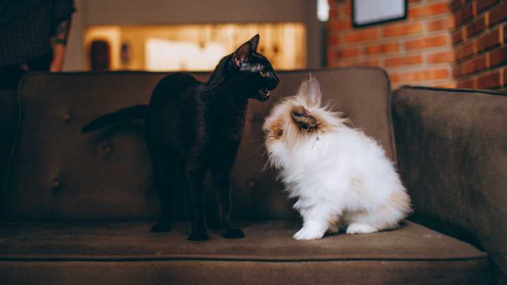 gato y conejo