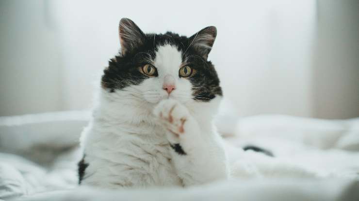 el gato se lame a si mismo
