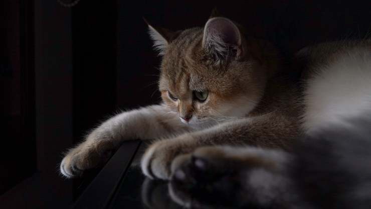 gato molesto