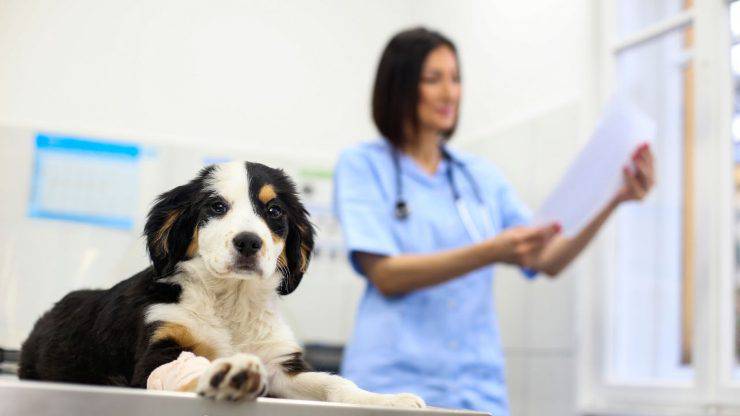 perro en el veterinario