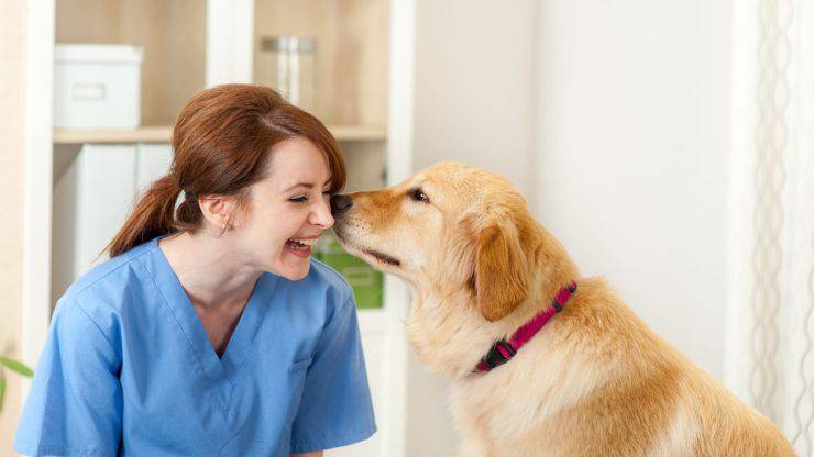 perro y veterinario