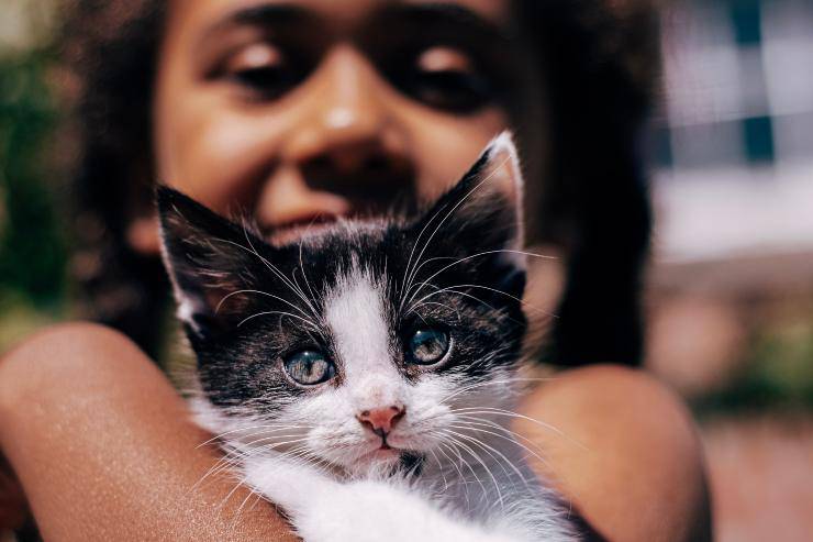 Gatos curiosos por los humanos.