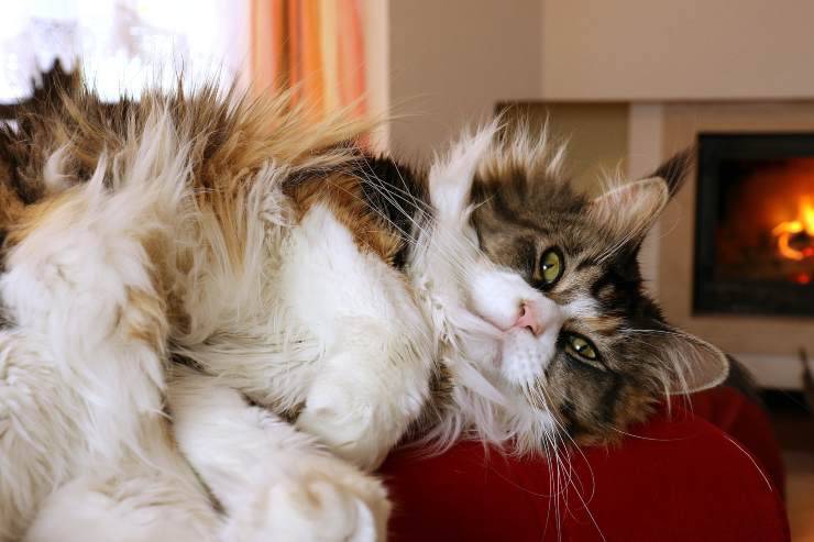 el gato jugueton
