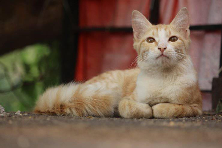 Felino descansa fuera de casa