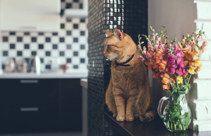 Gato en la casa: accidentes