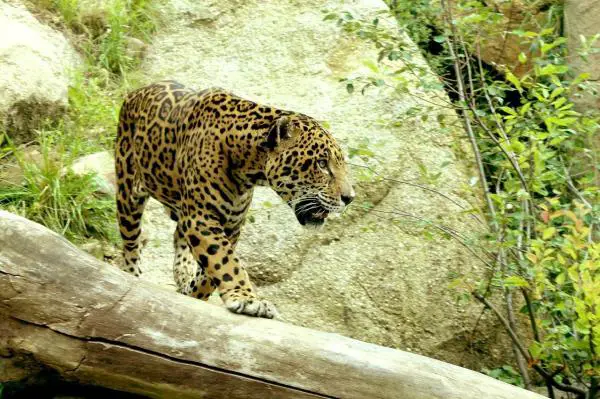 Animales del Peru - Jaguar